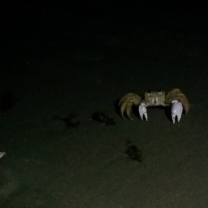 Attempting to eat a Loggerhead