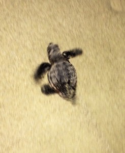Being saved from Crab