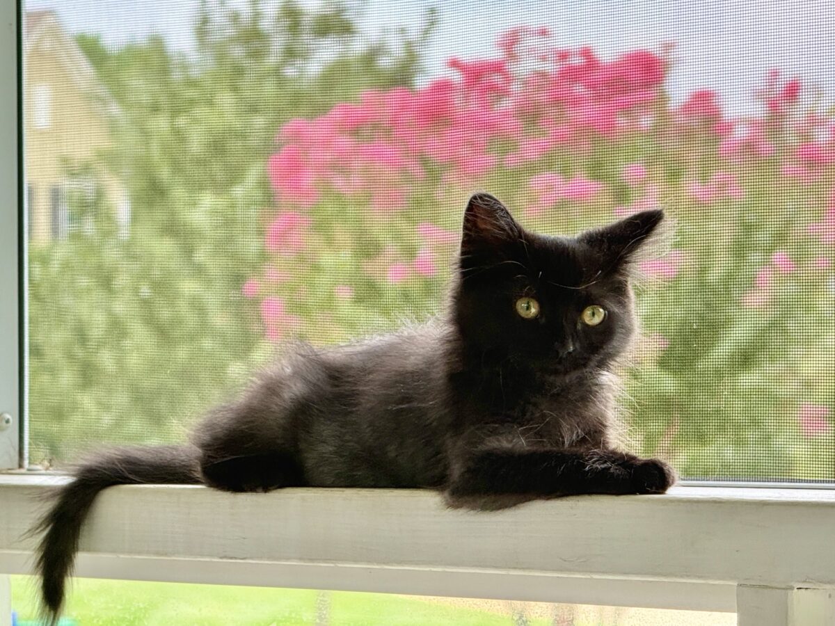 Kitten and winning